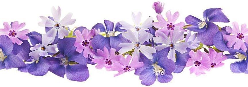 Violet Flower Picture